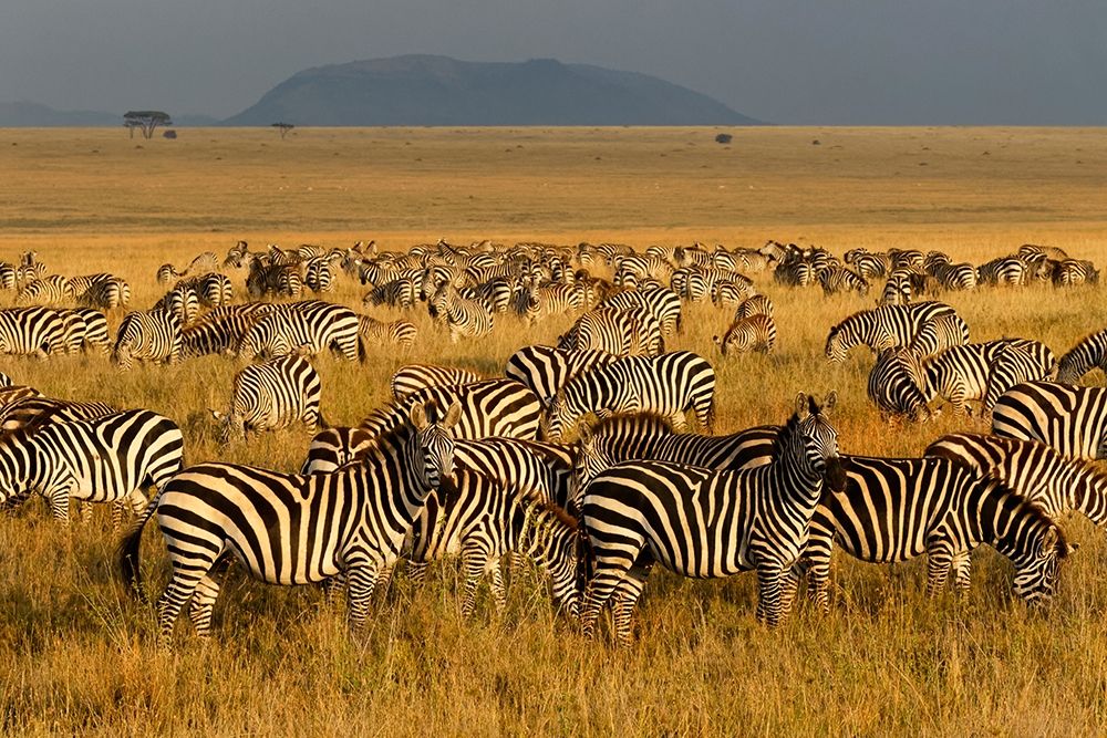 Zebras-Serengeti National Park-Tanzania